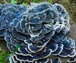 turkey tail mushroom