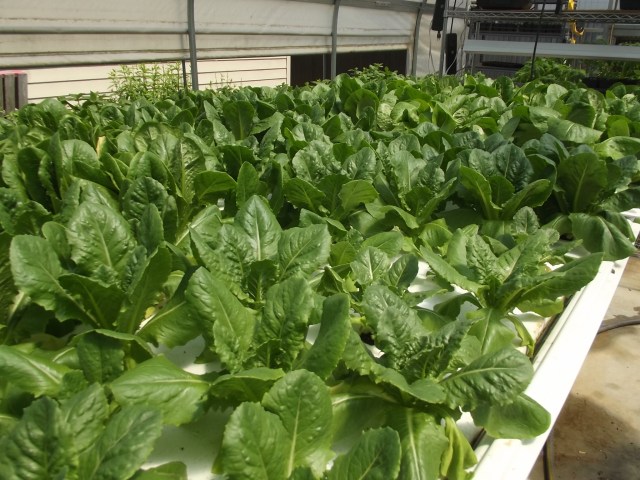 hydro lettuce