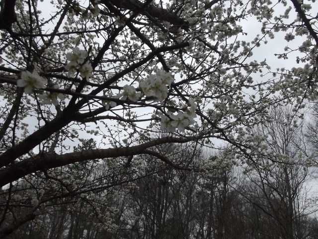trees in bloom