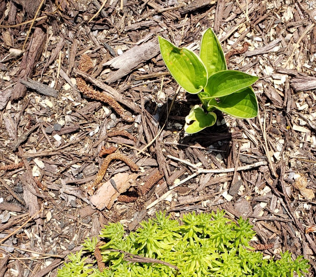 small light green hosta on brown bark mulch and a side of pale green sedum