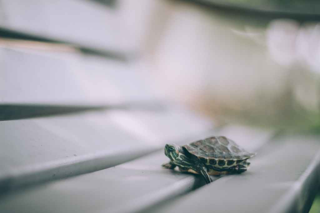 Turtle on stairs