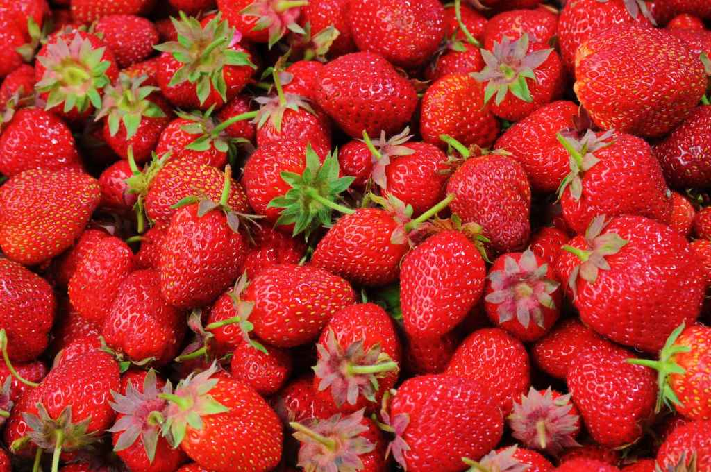 a bunch offresh picked strawberries