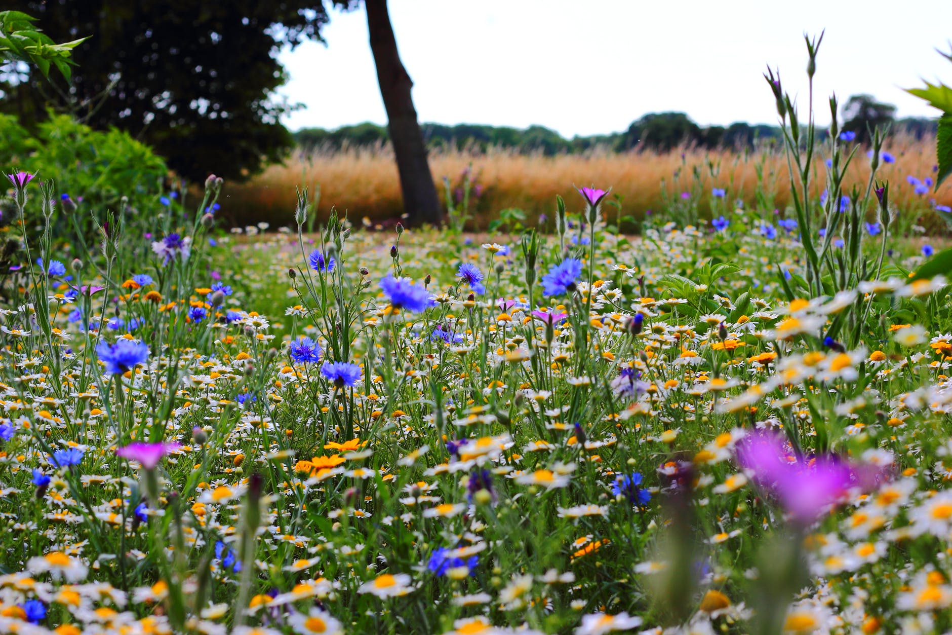 a field of blue,, yellow and white wild flowers with a tree and grassy field in the distance