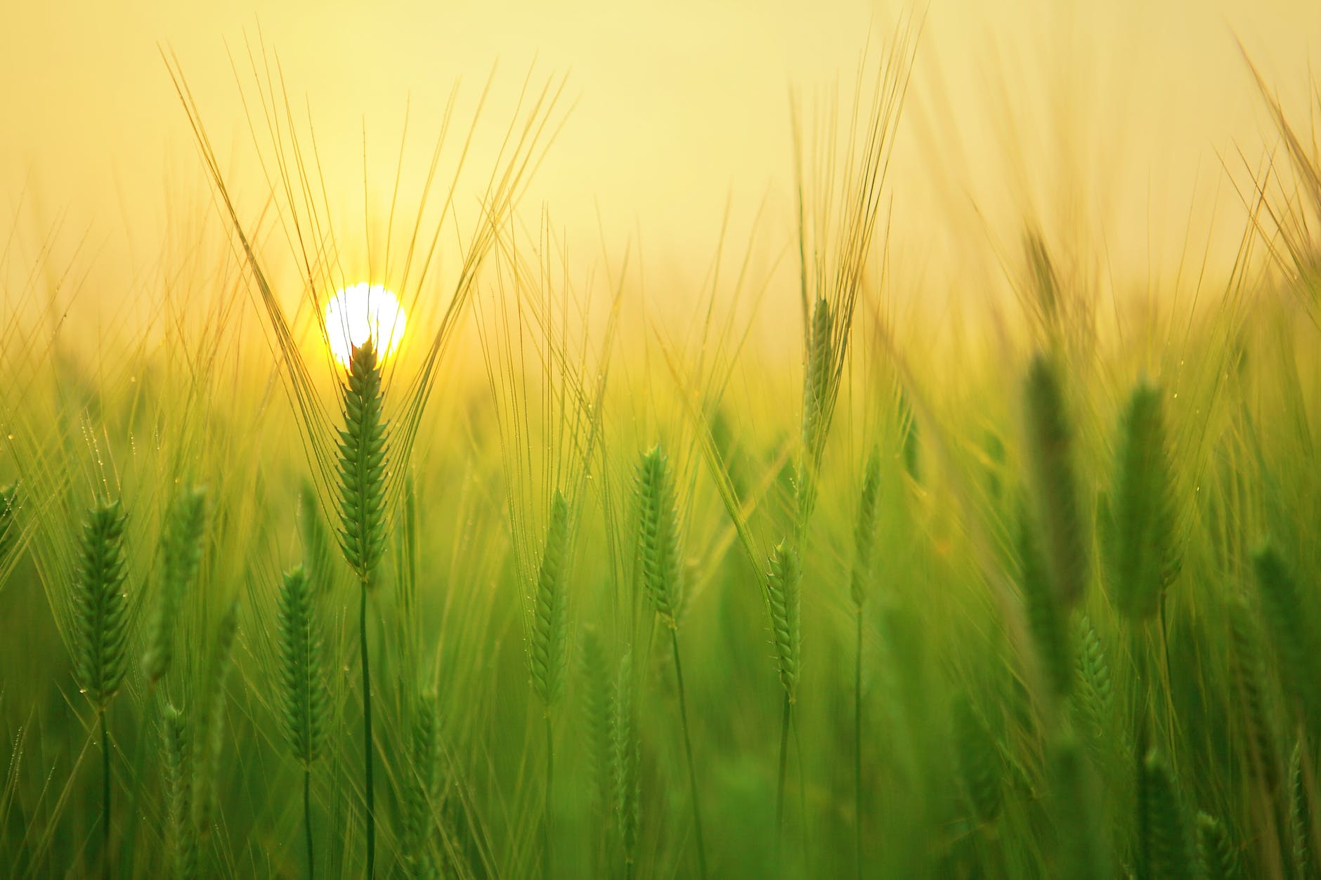 morning sunrise a white sun rises over a pale green graasy field. the blurred effect implies a hot summer day