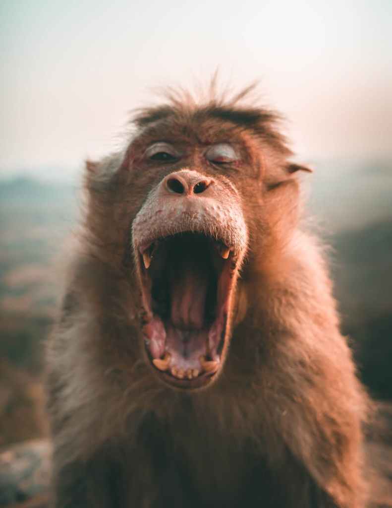 a laughing apes face with his mouth wide open