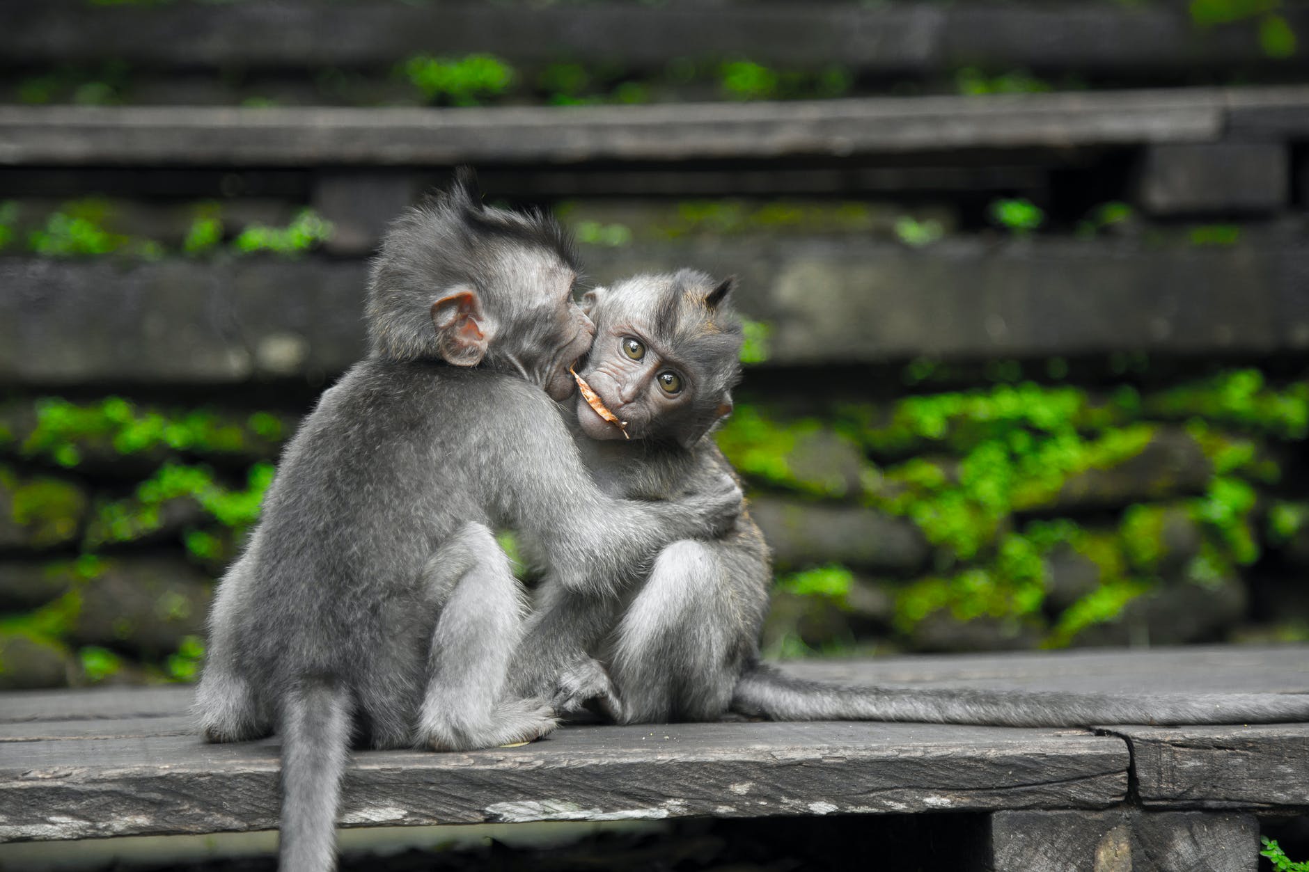 2 little monkeys sitting on a wooden bench hugging and kissing
